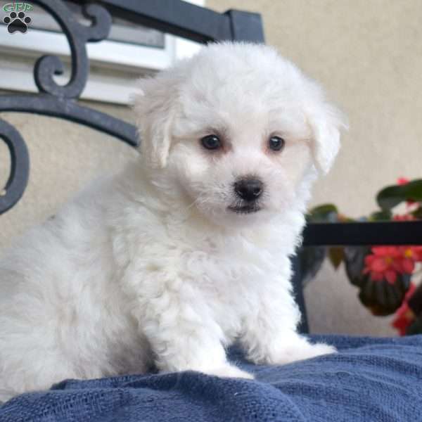Fuzz (Tiny), Bichon Frise Puppy